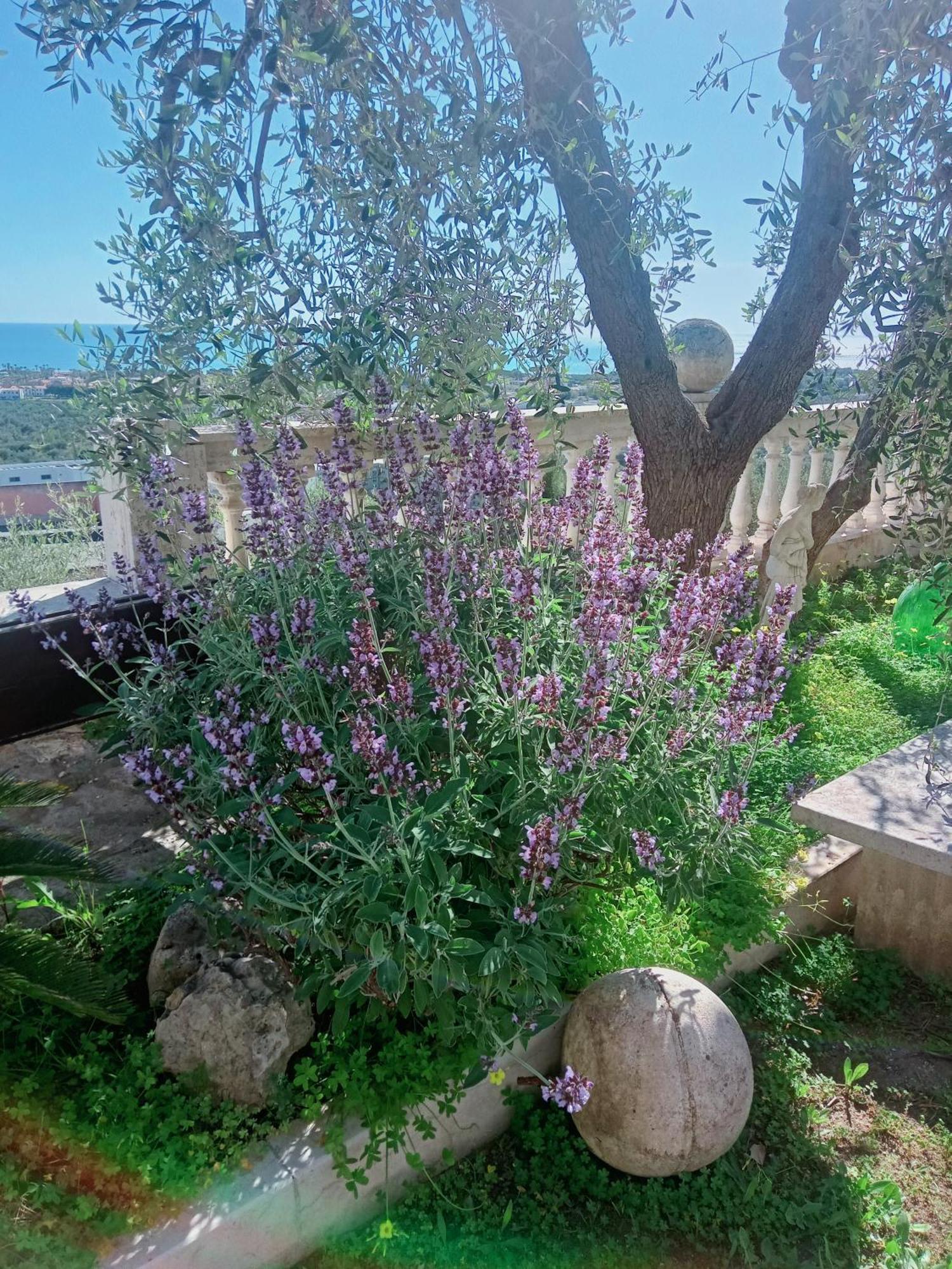 Residenza Collina Dei Pini Aparthotel Vieste Ngoại thất bức ảnh